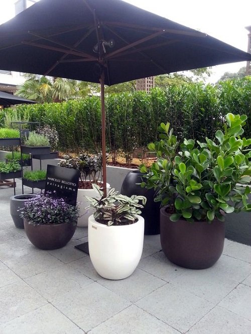 Clusia Landscaping Ideas 1