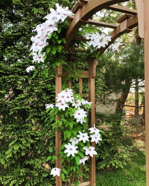 Beautiful Ideas with Clematis in the Garden 6