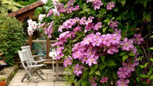 Beautiful Ideas with Clematis in the Garden 8