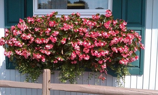 the best Cascading Flowers for Window Boxes