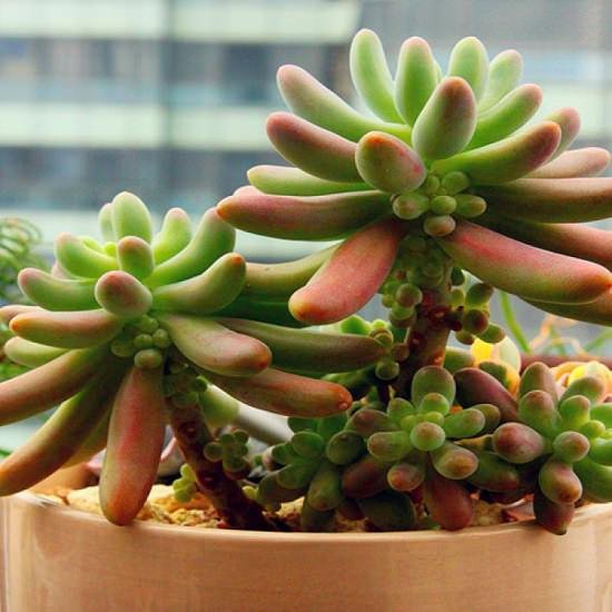 Succulents You Can Eat 2
