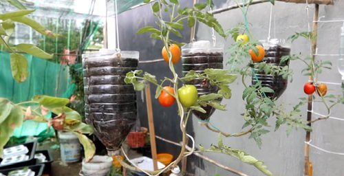 DIY Edible Garden Ideas from Plastic Bottles 3