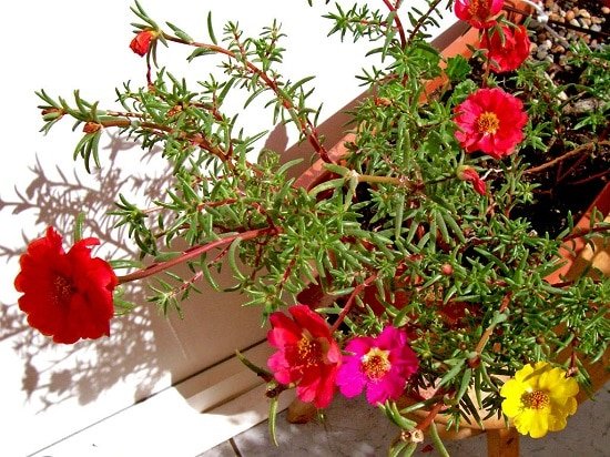 Cascading Flowers for Window Boxes you must grow