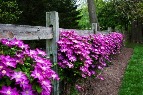 Beautiful Ideas with Clematis in the Garden 2