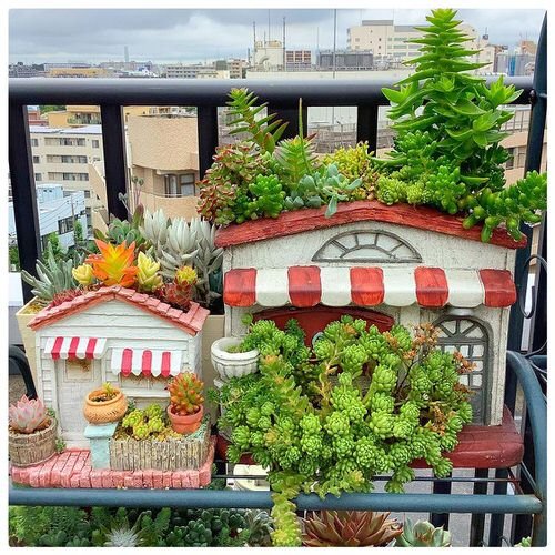 DIY Balcony Succulent Garden Ideas 4