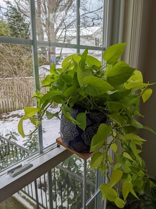 How Cold Can Pothos Tolerate 1