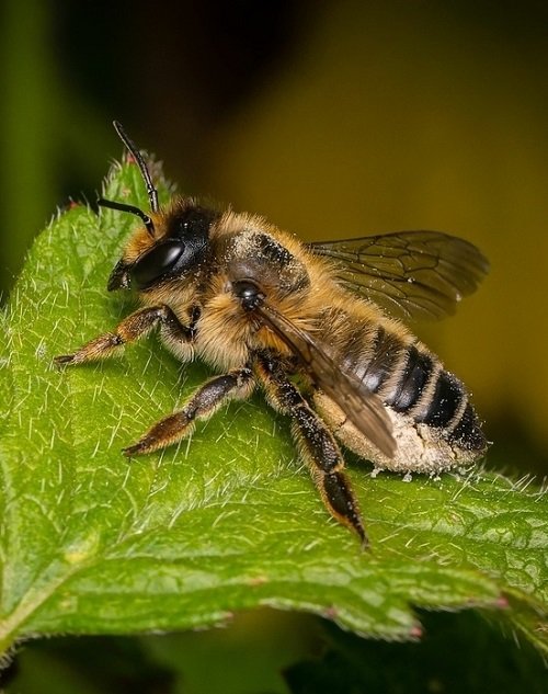 Leafcutter Bees 1