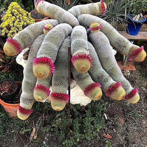 Plants that Look like Penis 8